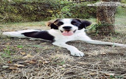 Mixed Breed dogs for adoption: Mecho, 1.5-2 yrs old. Available for adoption. - Image 9