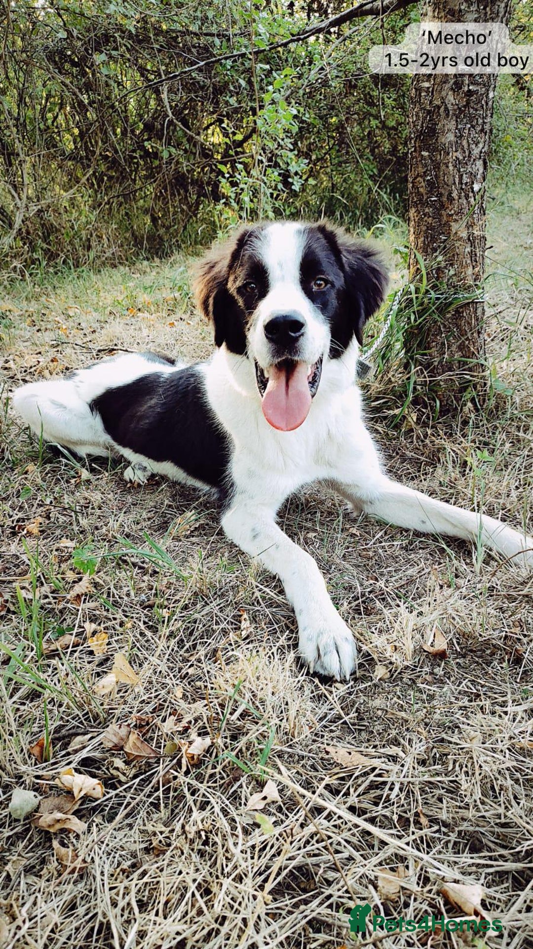 Mixed Breed dogs for adoption: Mecho, 1.5-2 yrs old. Available for adoption. - Image 9