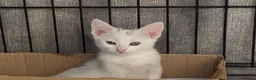 Mixed Breed cats for sale: 3 female kittens 2 - Advert 9