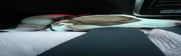 Greyhound dogs for sale: Champion is in need of a new forever home  in Peterborough - Advert 8
