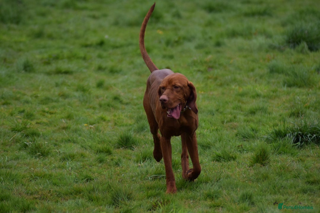 Hungarian Vizsla dogs for stud: Proven Hungarian Vizsla Stud--Imported Bloodlines - Advert 2