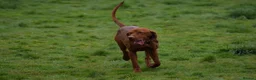 Hungarian Vizsla dogs for stud: Proven Hungarian Vizsla Stud--Imported Bloodlines - Advert 2