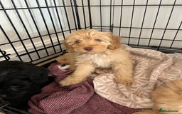 Cockapoo dogs for sale:  Cockapoo puppies ready now only 1 available  - Image 2