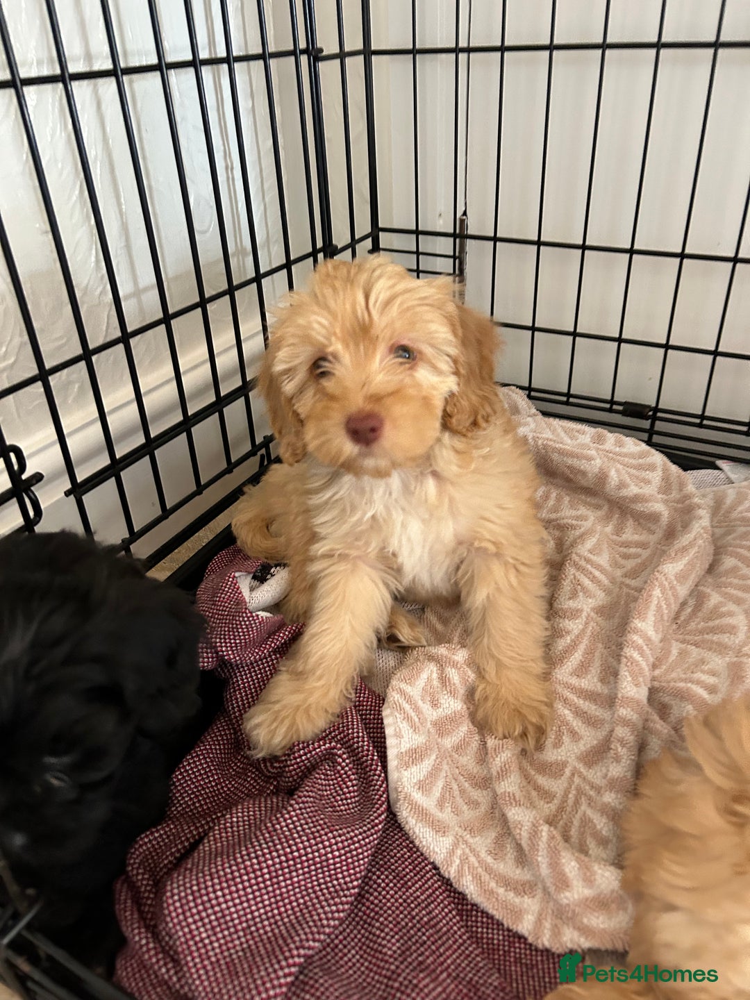 Cockapoo dogs for sale:  Cockapoo puppies ready now only 1 available  - Image 2