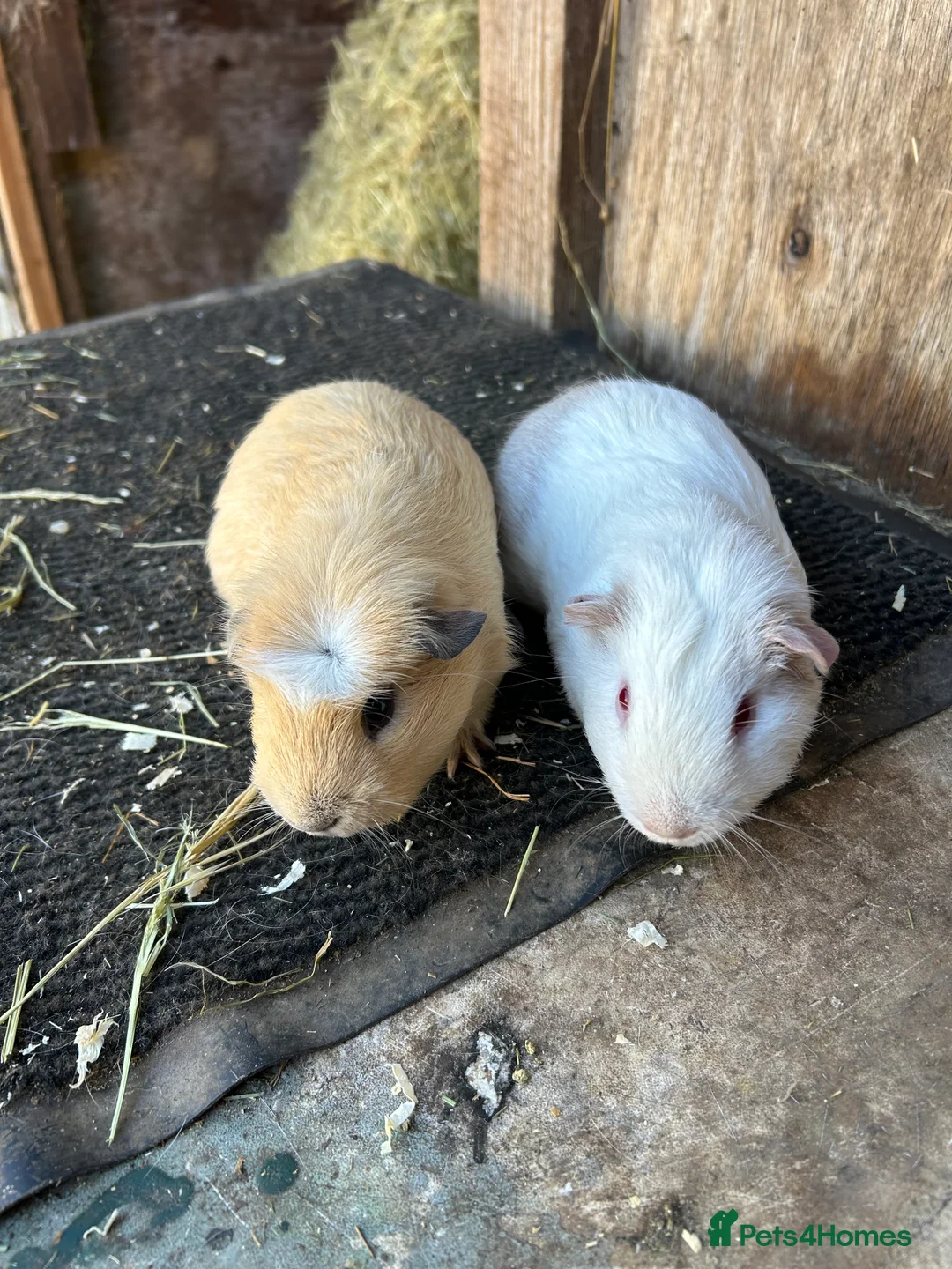 Guinea Pig rodents for sale: Friendly guinea pigs - Advert 3