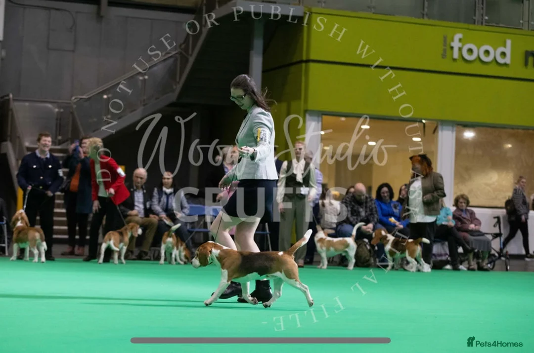Beagle dogs for stud: TOP PRODUCING STUD CRUFTS QUALIFIED, CHAMPION BRED in Birmingham - Advert 24