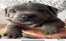 Staffordshire Bull Terrier dogs for sale: Staffordshire bull terrior - Image 1