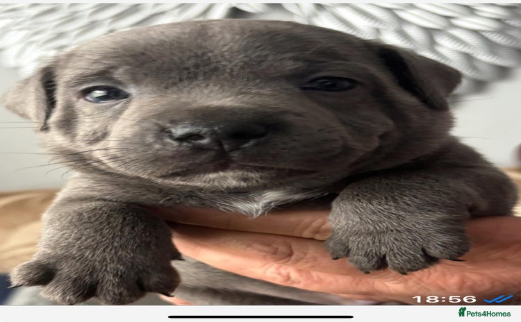 Staffordshire Bull Terrier dogs - Advert 12