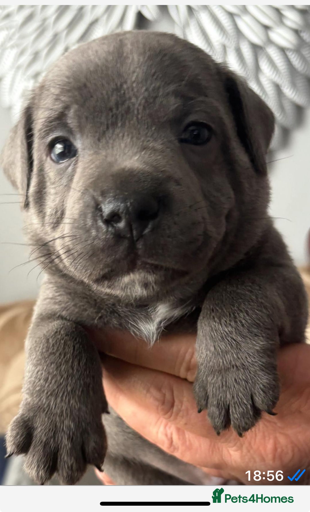 Staffordshire Bull Terrier dogs for sale: Staffordshire bull terrior - Image 1