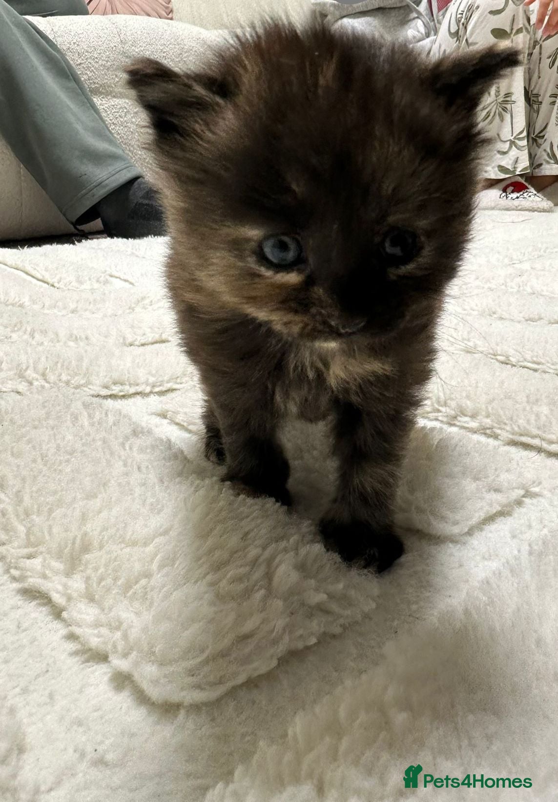 Mixed Breed cats Kitten  - Advert 2