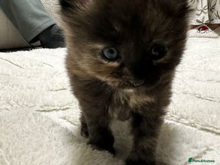 Mixed Breed cats Kitten - Advert 2