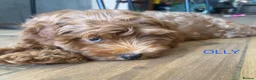 Cavapoo dogs for sale: Toy red teddy bear F1B Cavapoos by Asian toy dad in Chigwell - Advert 32