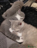 British Shorthair cats - Advert 10