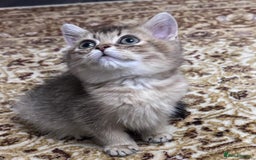 Scottish Fold cats for sale: Pure Scottish kittens in hull - Image 13