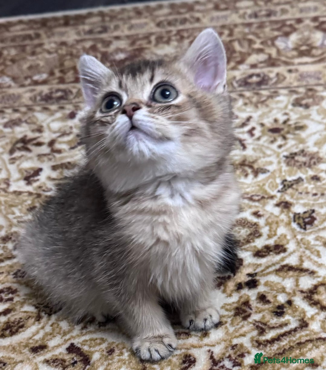 Scottish Fold cats for sale: Pure Scottish kittens in hull - Image 13