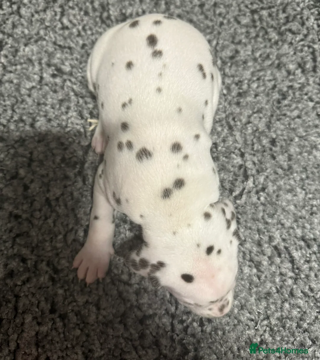 Dalmatian dogs for sale: Only 1 boy available  - Advert 23