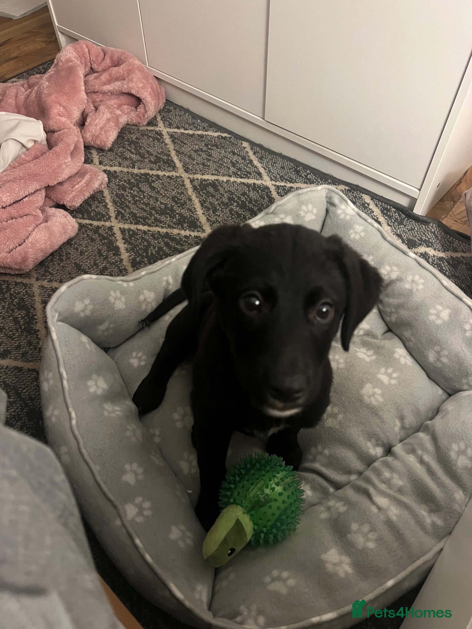 Borador dogs bordador 10 weeks old - Advert 7