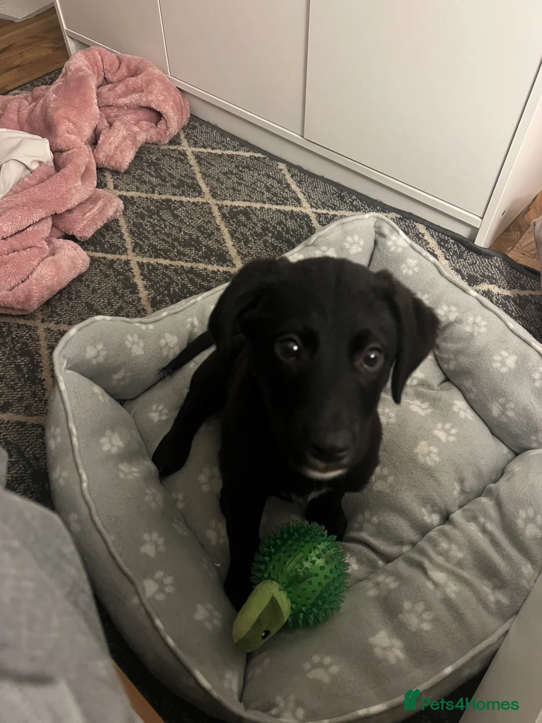 Borador dogs for sale: bordador 10 weeks old - Advert 1