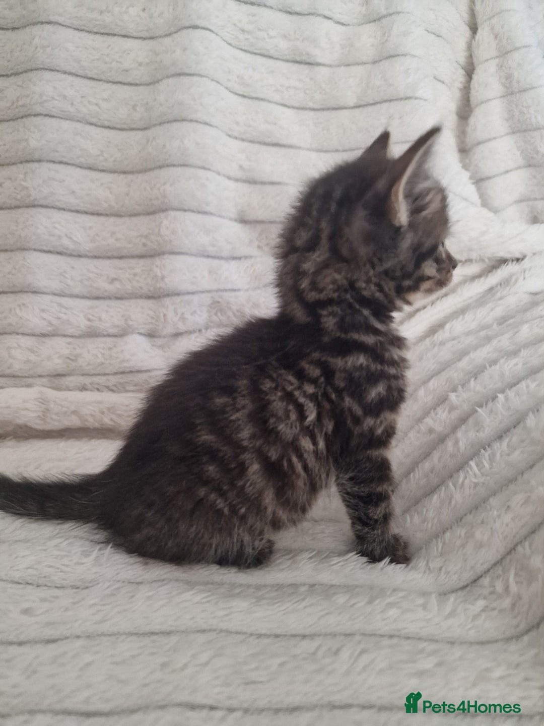 Mixed Breed cats for sale: Maine coon mixed kitchens - Image 4