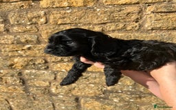 Cavapoo dogs for sale: Cavapoo puppies  - Image 17