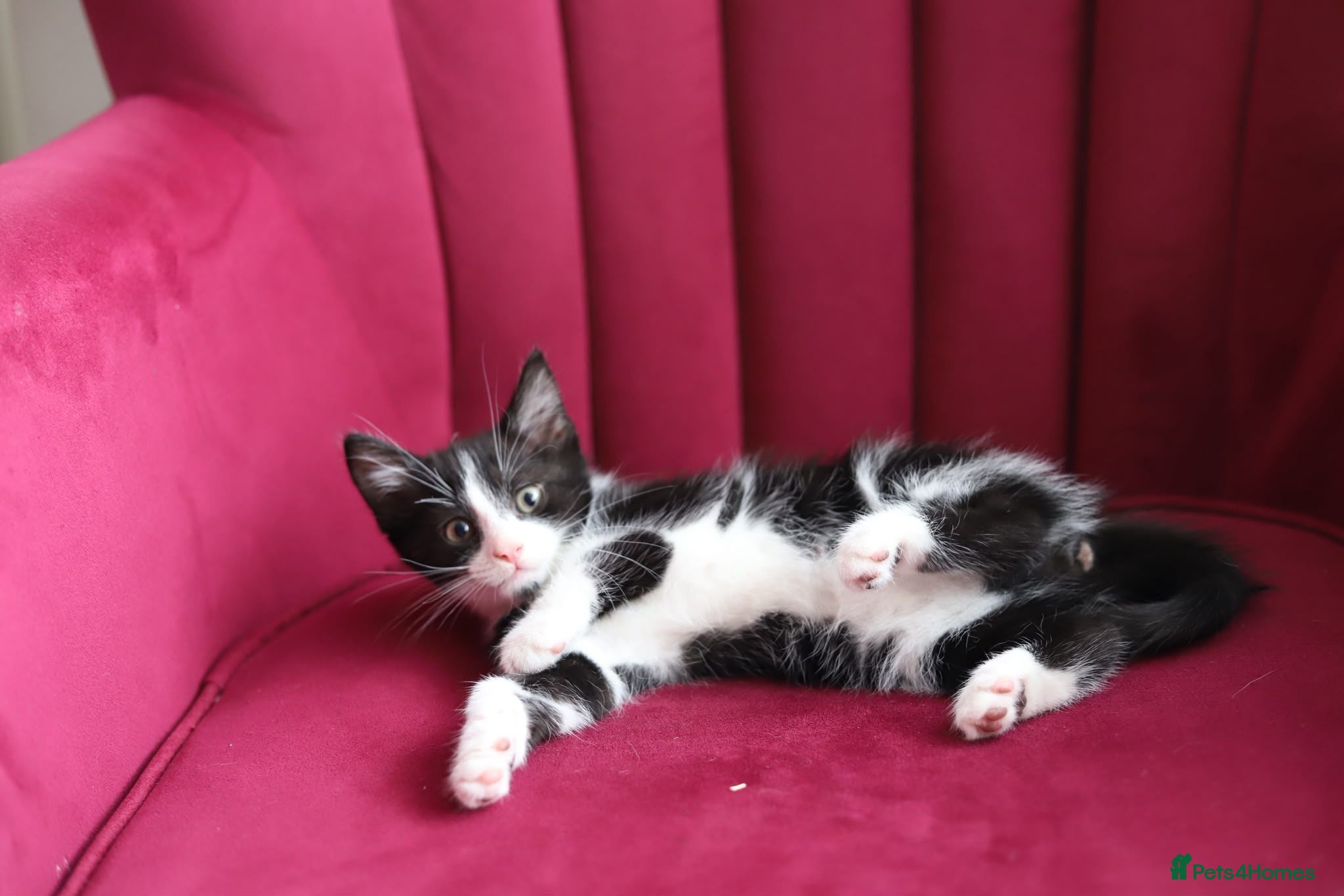 Ragdoll cats Ready now kitten- Ragdoll/British shorthair  - Advert 2