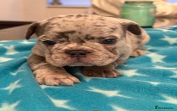 French Bulldog dogs for sale: Adorable French Bulldog Puppies for Sale 🐾 - Advert 16