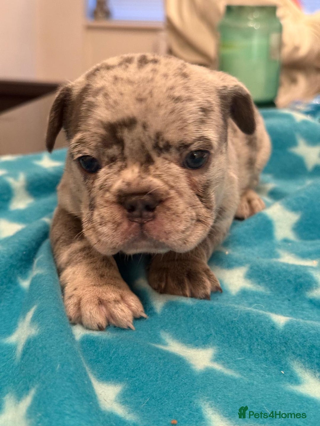 French Bulldog dogs for sale: Adorable French Bulldog Puppies for Sale 🐾 - Advert 16
