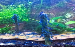 Shrimps fish for sale: Blue Dream Shrimp - Image 2