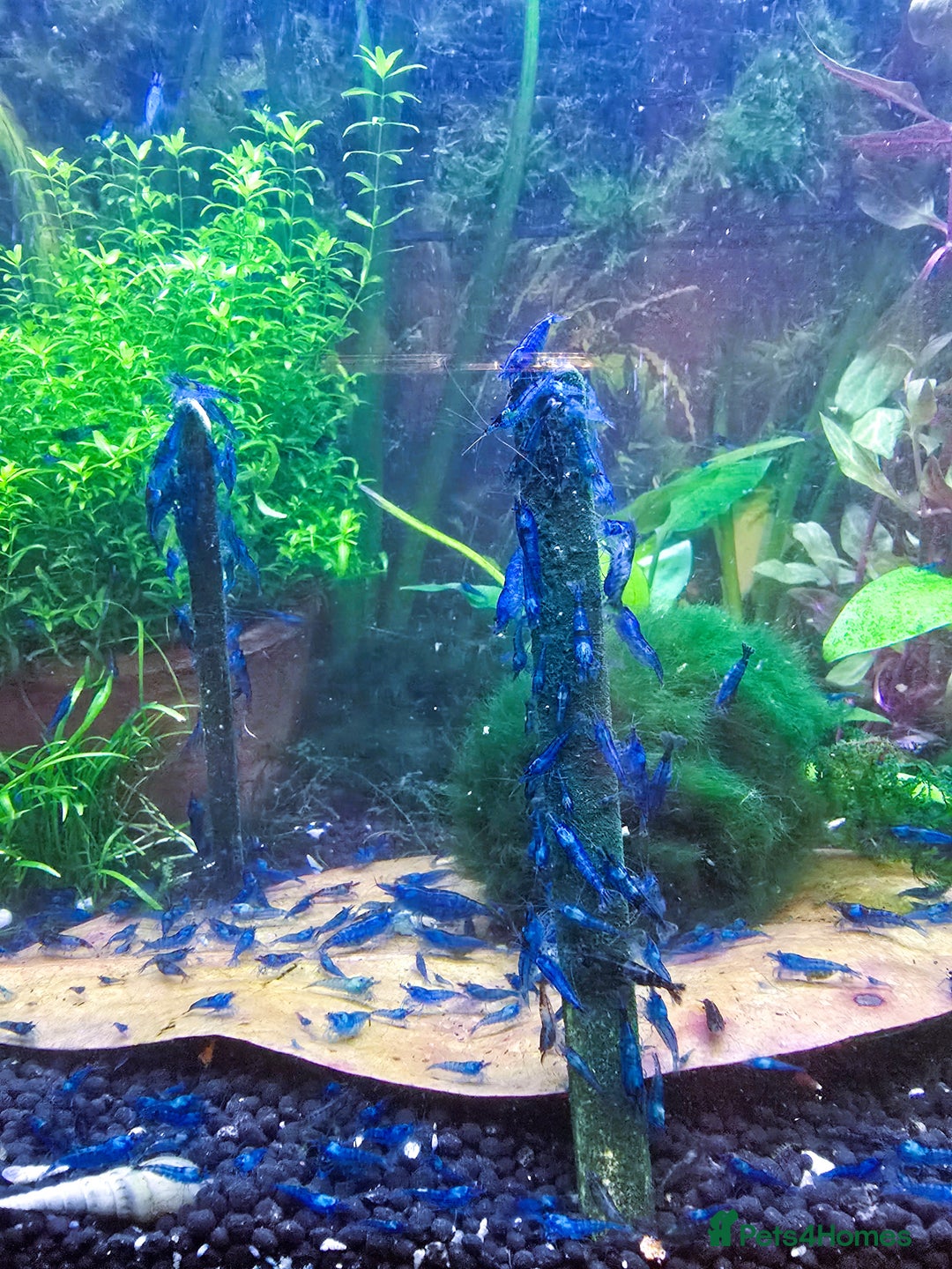 Shrimps fish for sale: Blue Dream Shrimp - Image 2