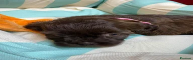 Cadbury 