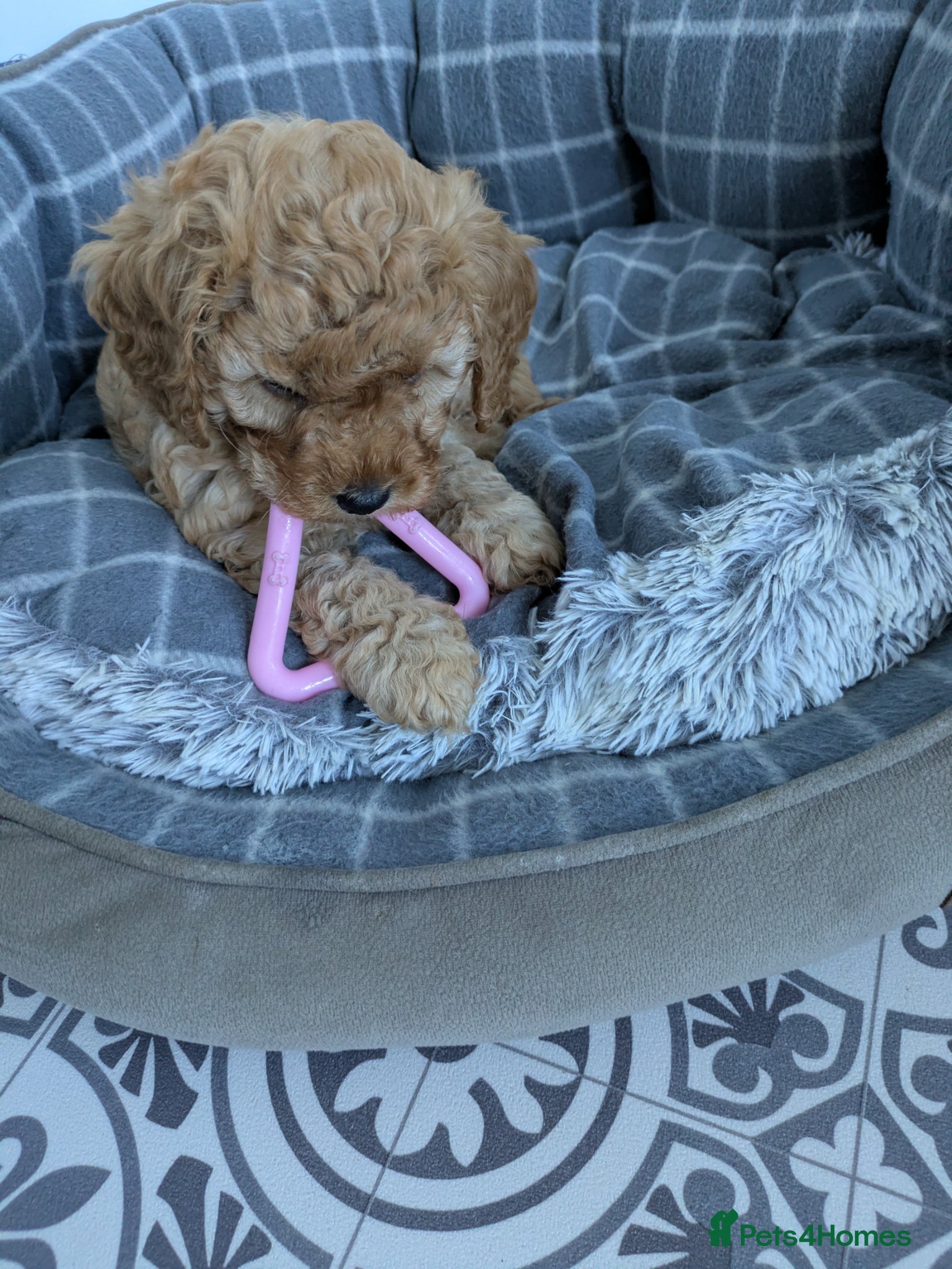 Cavapoo dogs Cavapoo f2 - Advert 6
