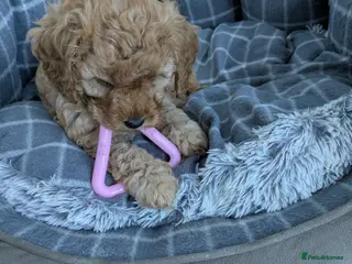 Cavapoo dogs Cavapoo f2 - Advert 6