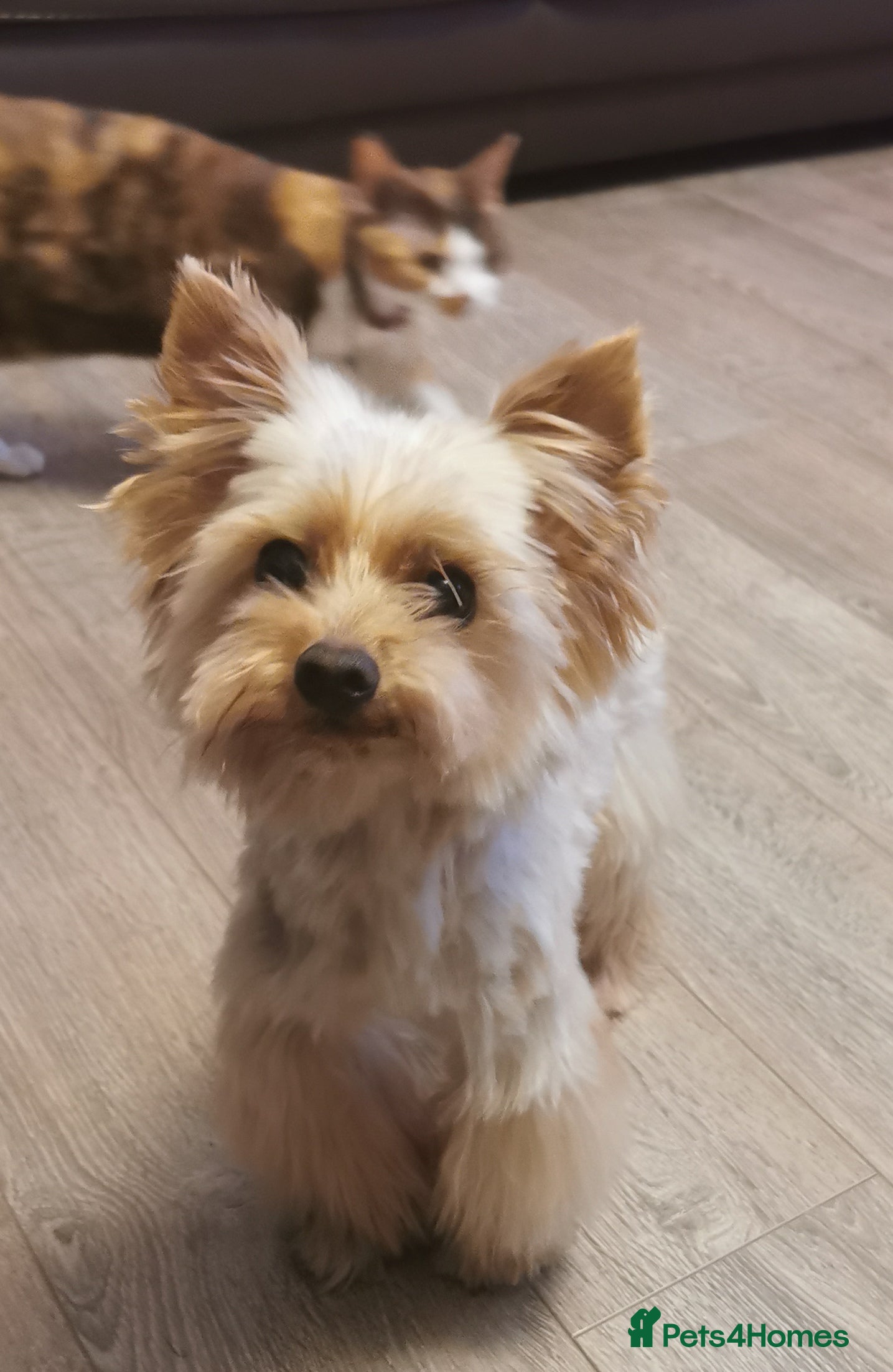 Yorkshire Terrier dogs Yorkshire Terrier Biewer Goldust for STUD in Dalkeith - Advert 4