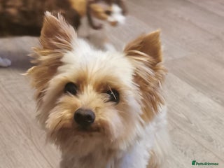 Yorkshire Terrier dogs in Dalkeith - Advert 4