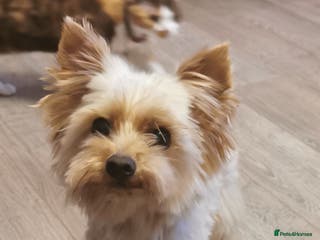 Yorkshire Terrier dogs Yorkshire Terrier Biewer Goldust for STUD in Dalkeith - Advert 2