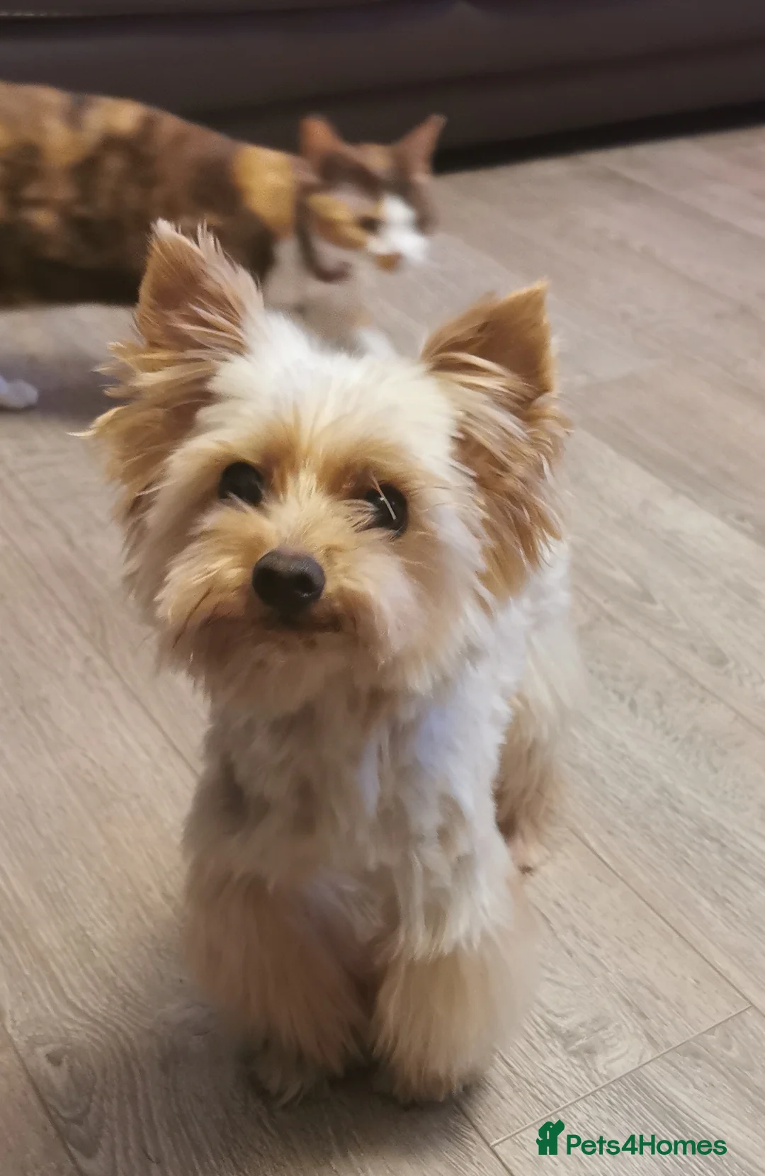 Yorkshire Terrier dogs for stud: Yorkshire Terrier Biewer Goldust for STUD in Dalkeith - Advert 1