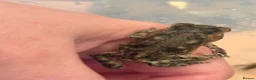 Toad reptiles for sale: 2 Baby Cane Toads - Advert 7