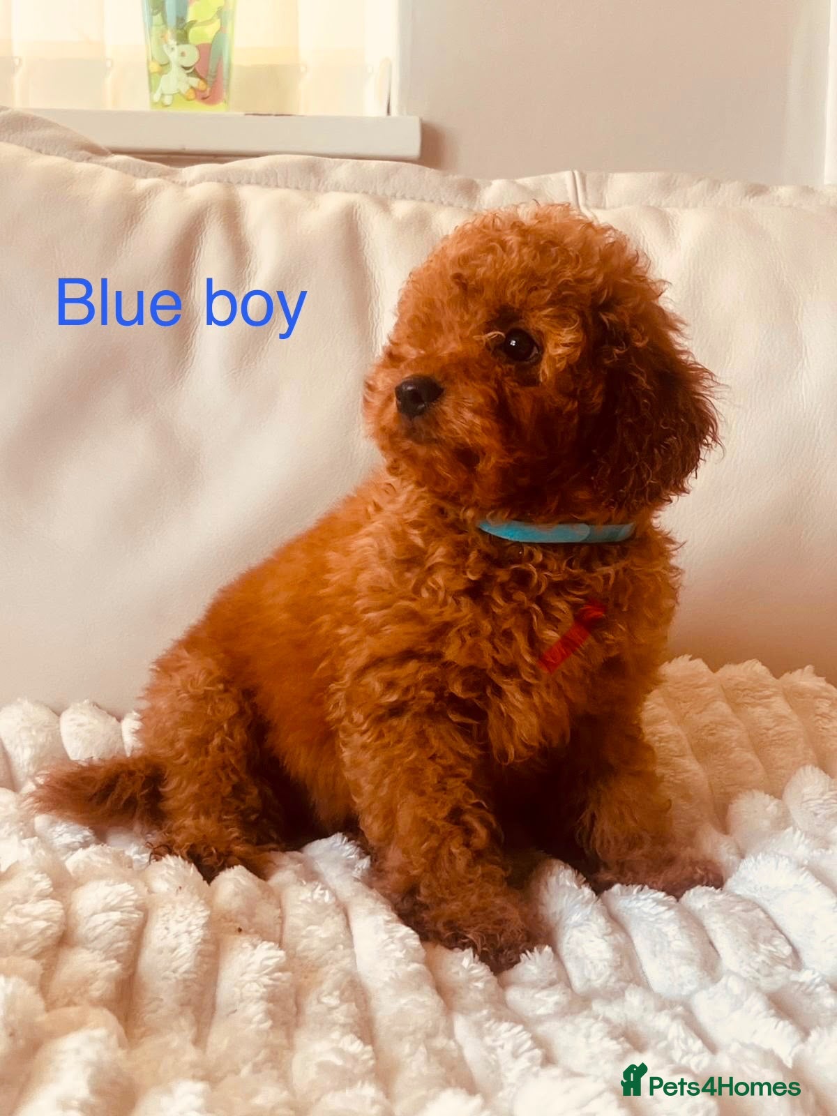Cavapoo dogs Fully vaccinated deep red curly toy Cavapoos 🐾 - Advert 2