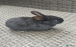 Netherland Dwarf rabbits for sale: Beautiful Netherland dwarf bunnys - Image 6