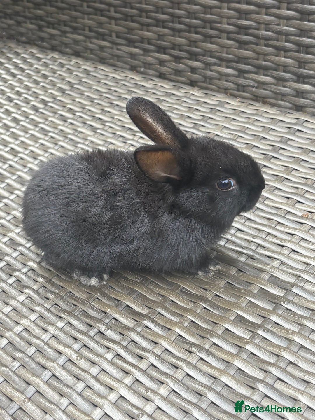 Netherland Dwarf rabbits for sale: Beautiful Netherland dwarf bunnys - Image 6
