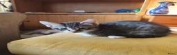 Mixed Breed cats for sale: 7 kittens for sale  - Advert 4