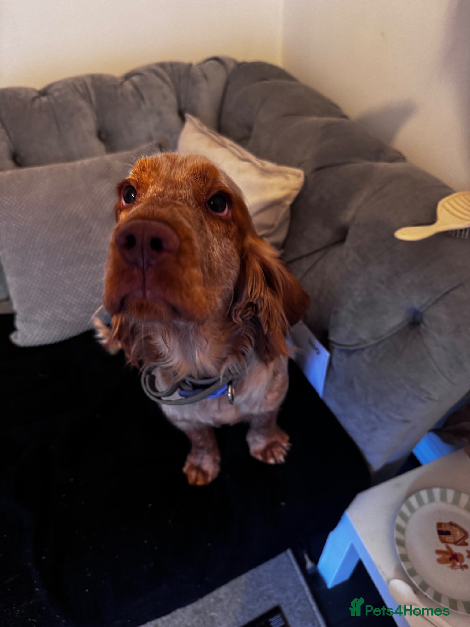Cocker Spaniel dogs 9 month old cocker spaniel  - Advert 1
