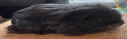 Guinea Pig rodents for sale: Pair of sheltie boys for loving home  - Advert 3