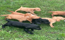 Cocker Spaniel dogs for sale: 7 gorgeous cocker spaniel puppies - Image 8