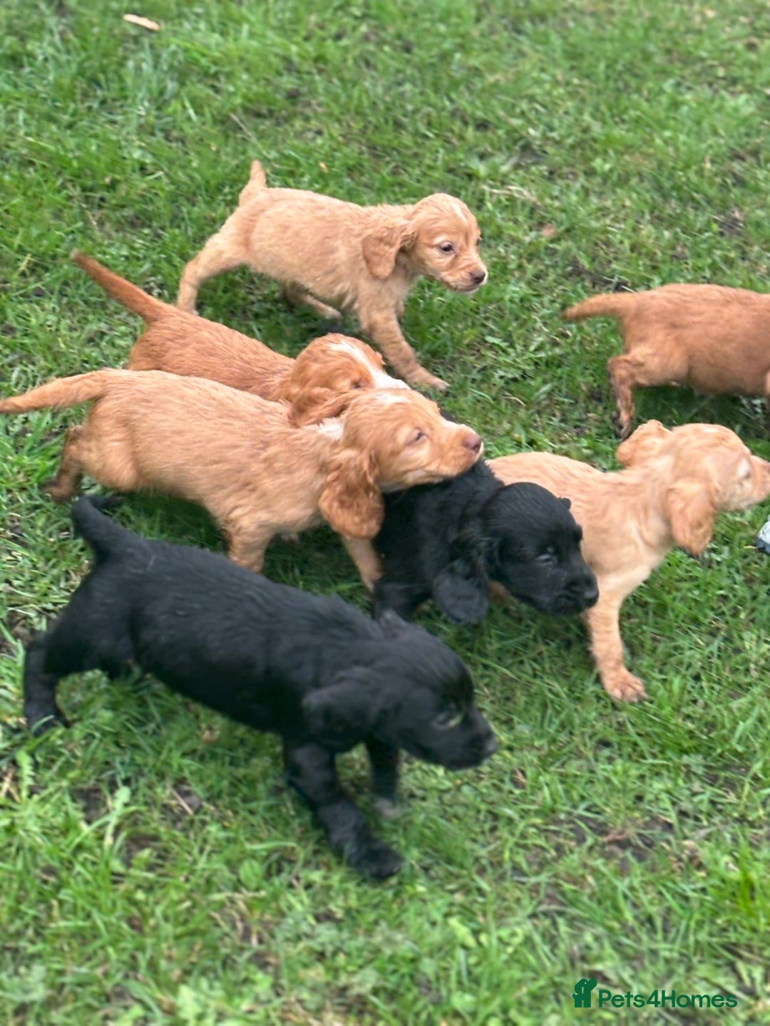 Cocker Spaniel dogs for sale: 7 gorgeous cocker spaniel puppies - Image 8