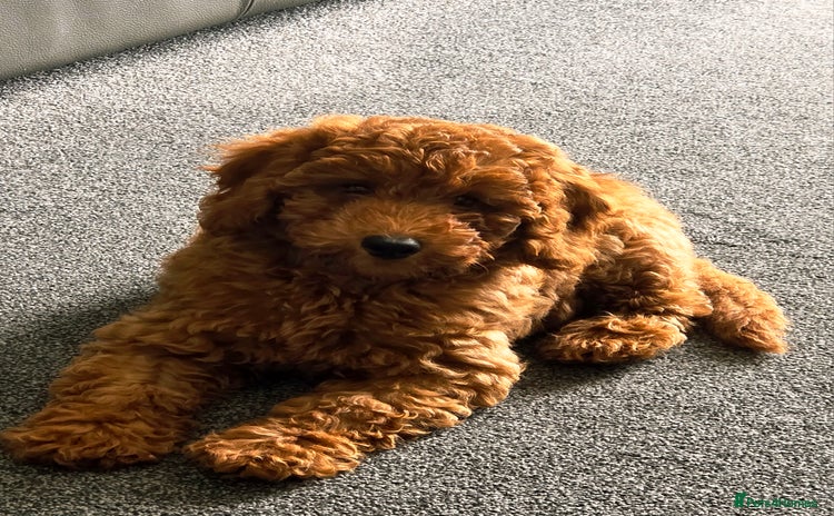 Cockapoo dogs - Advert 9