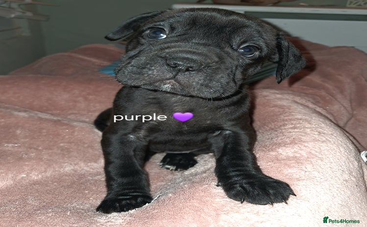 Mixed Breed dogs - Advert 4