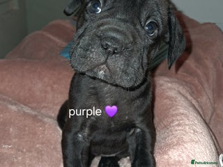 Mixed Breed dogs - Advert 24