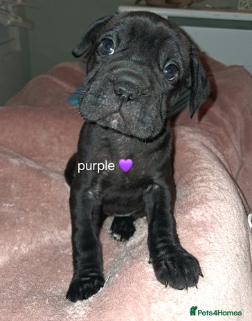 Mixed Breed dogs - Advert 1