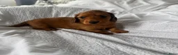Miniature Dachshund dogs for sale: Outstanding litter of miniature sausage dogs  - Advert 10